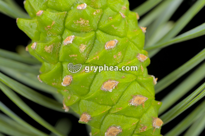 Pin sylvestre - cône immature (détail)  (Pinus sylvestris, Pinaceae) - gryphea.org
